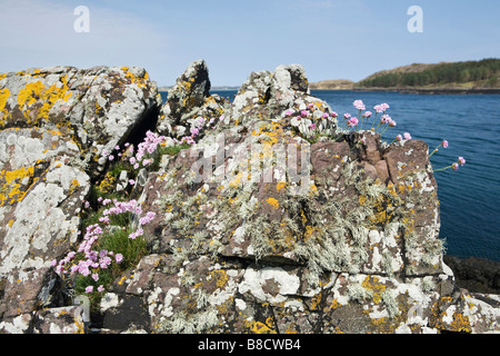 L'esprit d'épargne (Armeria maritima), une plante particulière des zones côtières, la côte occidentale de l'Ecosse, Grande-Bretagne. Banque D'Images