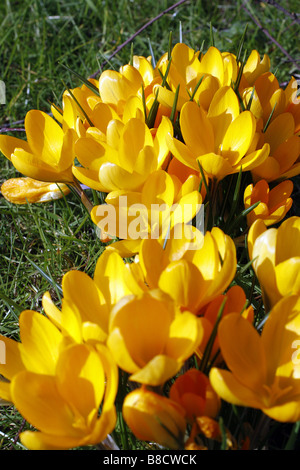 CROCUS CHRYSANTHUS NATURALISÉE EN PRAIRIE SOUS LES BOULEAUX BETULA PENDULA Banque D'Images