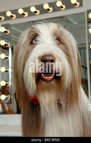 Bearded Collie Dressing Banque D'Images