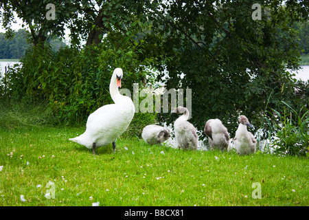 Cygnes sur la rive Banque D'Images