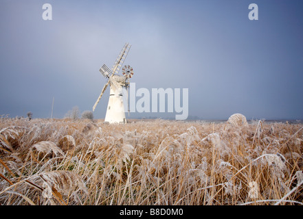 Roseaux gelés à la suite d'une gelée blanche d'hiver en face de Thurne Moulin de drainage sur les Norfolk Broads, UK Banque D'Images