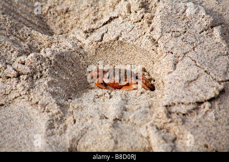 Le crabe fantôme, Ocypode gaudichaudii, à s'enfouir dans le sable à South Plaza Islet, Îles Galapagos en septembre - aka ghost peint ou panier de crabe crabe pilote Banque D'Images