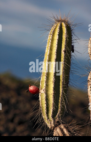 Cactus candélabres, Jasminocereus thouarsii avec des fruits de plus en plus parmi les champs de lave à Punta Moreno, Isabela Island, Îles Galapagos en Septembre Banque D'Images