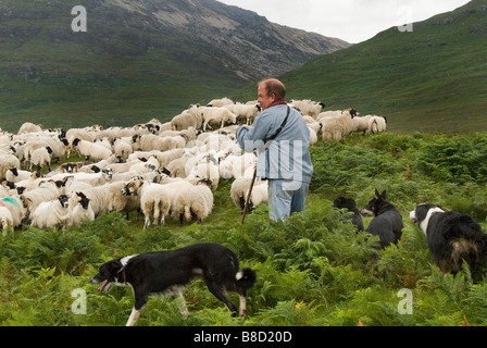 Un berger et son troupeau sur l'île de Mull en Écosse Banque D'Images