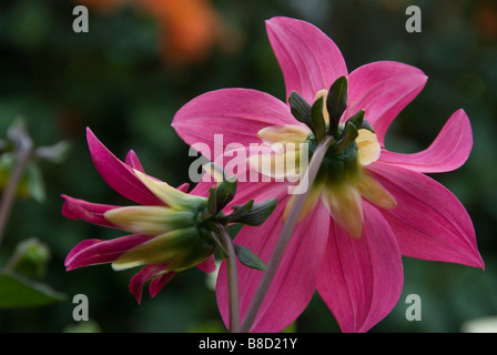 Stock photo des fesses de dahlia rose fleurs tiges montrant Banque D'Images