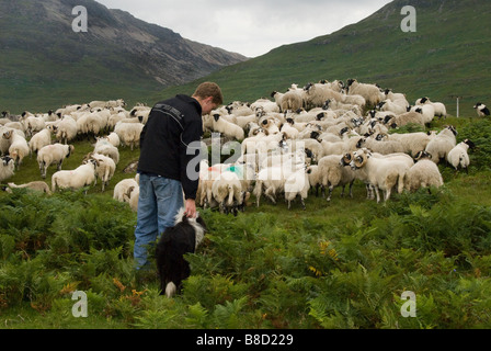 Un berger et son troupeau sur l'île de Mull en Écosse Banque D'Images