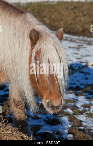 Rhum Highland Pony, châtaignier Banque D'Images