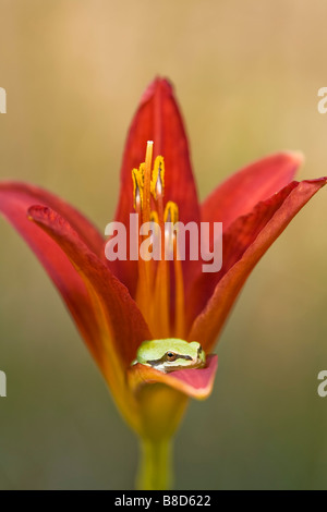 Rainette du Pacifique (Hyla regilla) fleur pour montrer l'échelle, Colombie-Britannique Banque D'Images