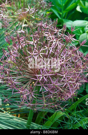 De starbursts arrondis ) Allium christophii (synonyme : Allium albopilosum) (étoile de Perse) fleurissent au début de l'été jardin. Banque D'Images