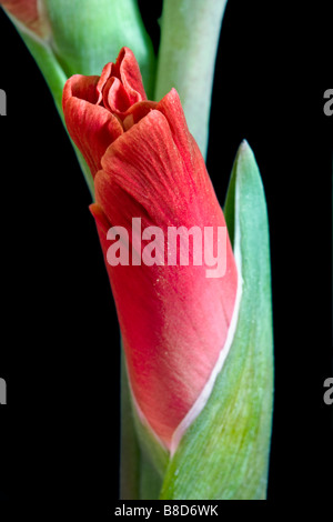 Still Life close up d'un glaïeul bourgeon floral. Banque D'Images