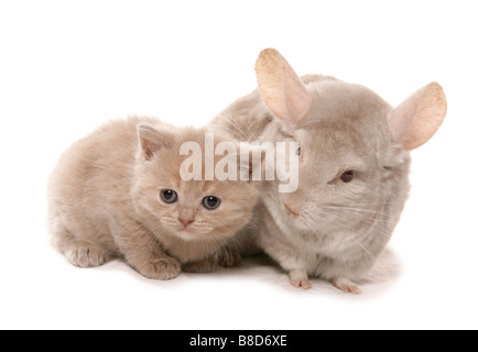 Chinchilla albinos avec chaton assis Studio Banque D'Images