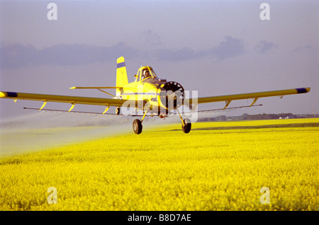 La récolte de canola fongicide pulvérisation avion, Poplar Point (Manitoba) Banque D'Images