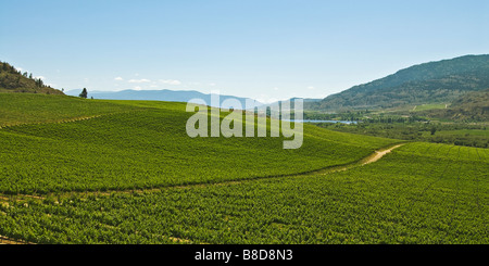 Vignes des terriers Estate Winery, Oliver, C.-B. Banque D'Images