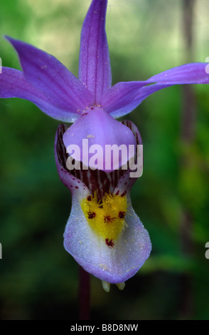 Fairyslipper (Calypso bulbosa) Banque D'Images