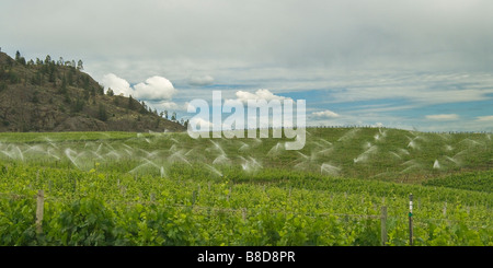 Vignes des terriers Estate Winery, Oliver, C.-B. Banque D'Images