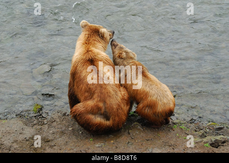 Une paire d'ours bruns assis par le Brooks River, Katmai National Park, Alaska Banque D'Images