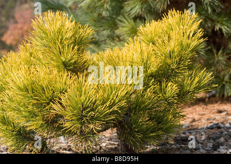 Dwarf Golden Mugo Pine, Pinus Mugo v. Carsten's Wintergold, Pinaceae family. Arbuste Evergreen avec des aiguilles jaune-vert vibrantes dans un jardin. Banque D'Images