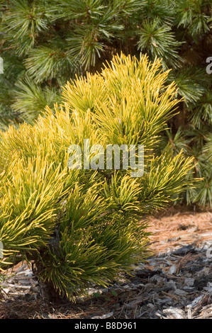 Dwarf Golden Mugo Pine, Pinus Mugo v. Carsten's Wintergold, un arbuste jaune-vert persistant vibrant de la famille des Pinaceae pour l'aménagement paysager de jardin. Banque D'Images