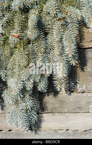 L'épinette du Colorado Picea pungens - Shilo, pleurs, famille des Pinaceae Banque D'Images