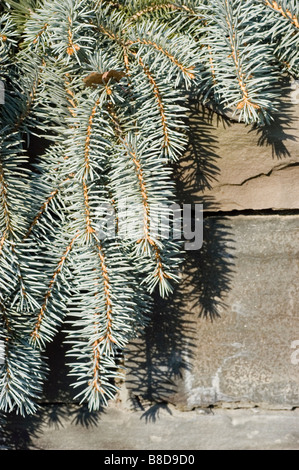 L'épinette du Colorado Picea pungens - Shilo, pleurs, famille des Pinaceae Banque D'Images