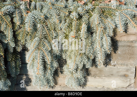 L'épinette du Colorado Picea pungens - Shilo, pleurs, famille des Pinaceae Banque D'Images