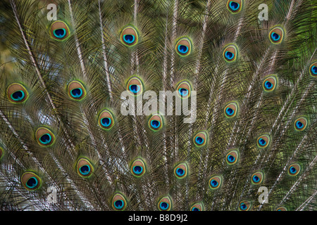 Close up de plumes de paon Banque D'Images