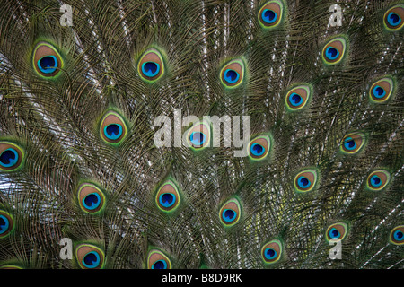Close up de plumes de paon Banque D'Images