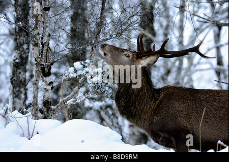 Cervus elaphus cerf rouge cerf arbres d'hiver.deciduoius forraging Bokeh diffuse gratuitement unique solitaire neige bois gros plan Banque D'Images