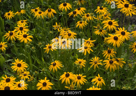 Orange coneflower ou Black Eyed Susan - Rudbeckia fulgida Aci Banque D'Images