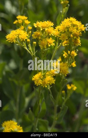 Fleurs jaunes de stiff Houghton , Oligoneuron rigidum Solidago rigida, USA Banque D'Images