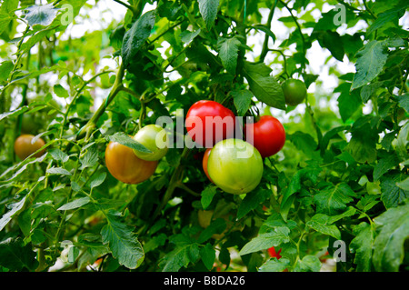 Plant de tomate Banque D'Images