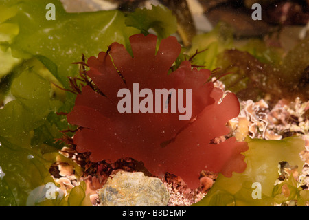 L'algue rouge Callophyllis laciniata dans un rockpool UK Banque D'Images