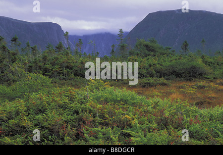 La tourbière ombrotrophe boréale est l'épinette noire, le mélèze laricin, mousses, joncs de l'étang Western Brook Le parc national du Gros-Morne, à Terre-Neuve Banque D'Images