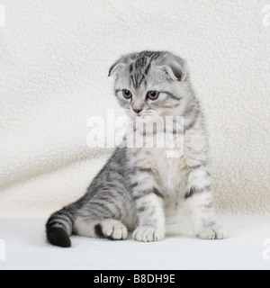 Scottish Fold chaton. Banque D'Images