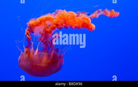 Les méduses dans les eaux bleu orange Banque D'Images