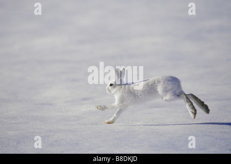 Tk0280, Thomas Kitchin ; Le lièvre pelage d'hiver, de grands pieds, lui permettre de lié à travers la neige profonde Lepus americanus Banque D'Images