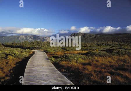 La tourbière ombrotrophe boréale est l'épinette noire, le mélèze laricin, mousses, joncs de l'étang Western Brook Le parc national du Gros-Morne, à Terre-Neuve Banque D'Images