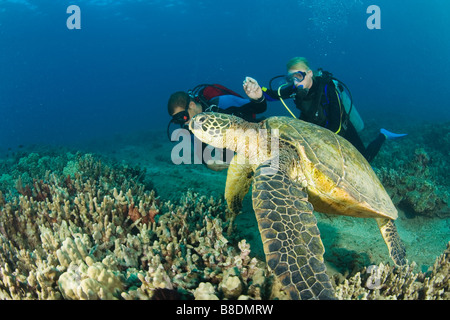 Les tortues de mer et les plongeurs Banque D'Images