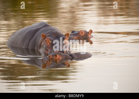 Hippopotames dans l’eau Banque D'Images