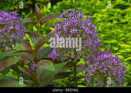 Fleurs pourpres de l'Allium 'Globemaster' se retrouvent dans les feuilles pourpre Pourpre de feuilles salicaire, pour un design sophistiqué Banque D'Images