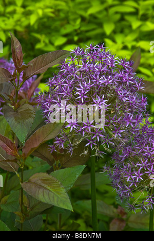 Fleurs pourpres de l'Allium 'Globemaster' se retrouvent dans les feuilles pourpre Pourpre de feuilles salicaire, pour un design sophistiqué Banque D'Images