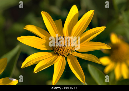Fleurs jaunes de oxeye lisse ou faux, Tournesol Heliopsis helianthoides, Amérique du Nord Banque D'Images