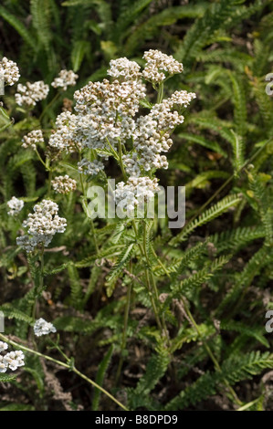 Grappes de fleurs blanches de Noble Yarrow, Achillea Nobilis, fleurissant dans un champ en Europe. Gros plan de feuillage vert plumeux et de fleurs délicates. Banque D'Images