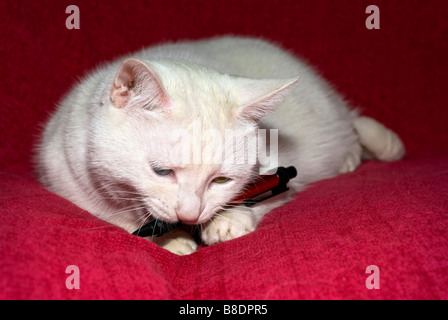 Chat blanc avec des yeux de couleurs différentes prises contre un fond rose rougeâtre tenant un stylo à bille. Banque D'Images