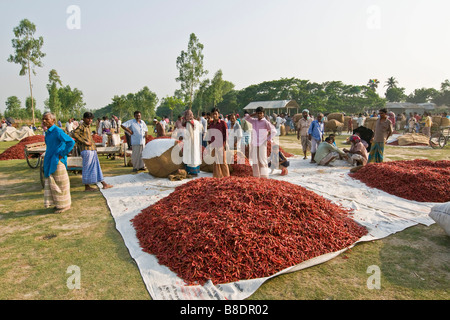 Les piments forts marché près de bogra bangladesh Banque D'Images