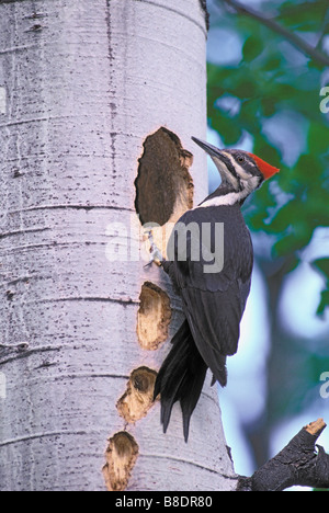 Grand Pic et la nidification dans des trous d'arbres cottonwood, Parc National de Kootenay en Colombie-Britannique Banque D'Images