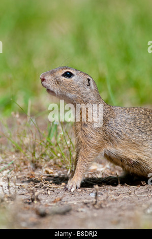 Europäisches Ziesel (Spermophilus citellus) spermophile européenne Banque D'Images