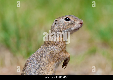 Europäisches Ziesel (Spermophilus citellus) spermophile européenne Banque D'Images