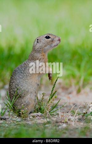 Europäisches Ziesel (Spermophilus citellus) spermophile européenne Banque D'Images