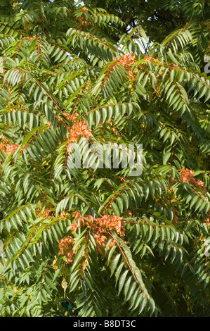 Arbre du ciel, Ailanthus altissima Swingle, avec de denses feuilles pennées vertes et des grappes de graines de samara ailées rougeâtre-orange en été. Banque D'Images